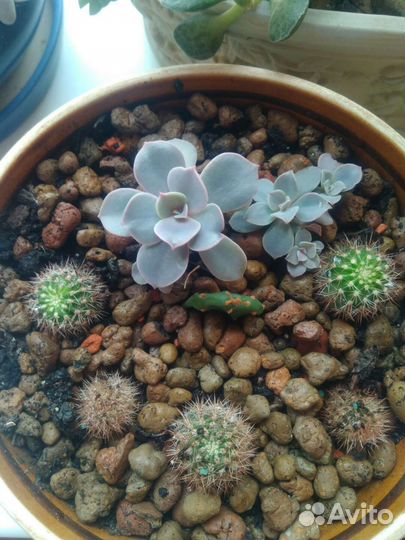 Кактусы в горшках