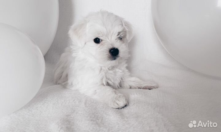 Мальтезе мини