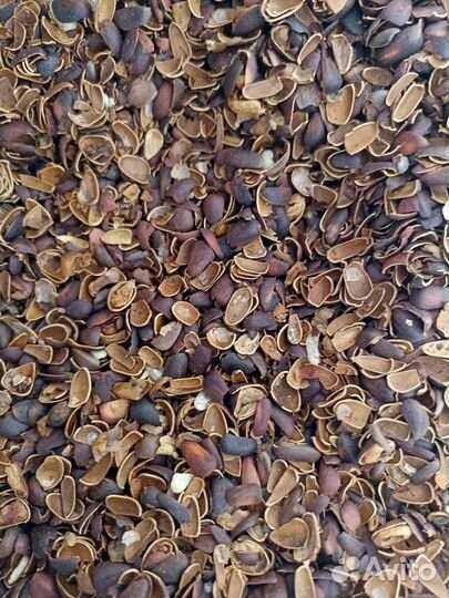 Скорлупа кедрового ореха