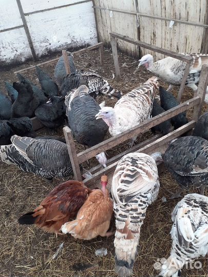 Индюшата, цесарята, инк.яйцо амерауканов, козлята