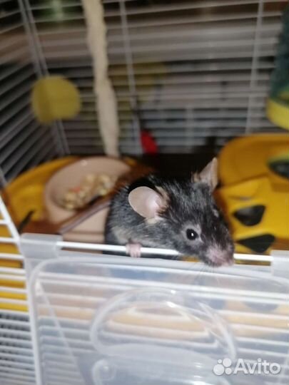 Мышь мальчик 9 месяцев