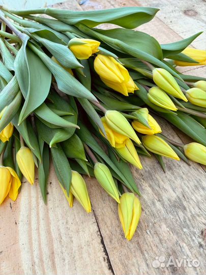 Тюльпаны с луковицами