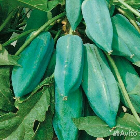 Папайя семена