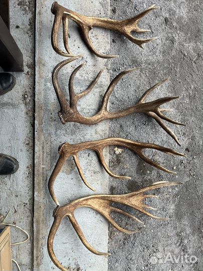 Рога оленя и лося
