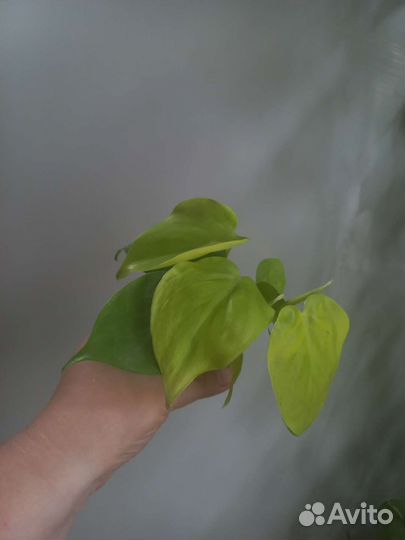 Филодендроны