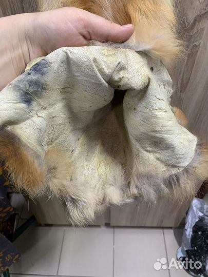 Шкура лисы рыжей