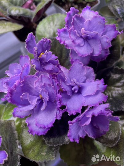 Фиалка Blue Dragon