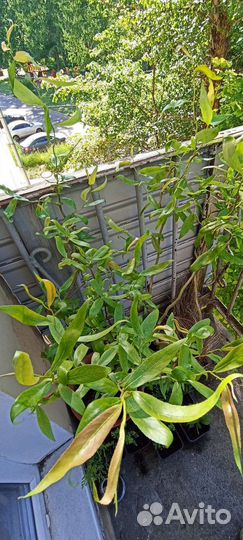 Ива извилистая свердловсая