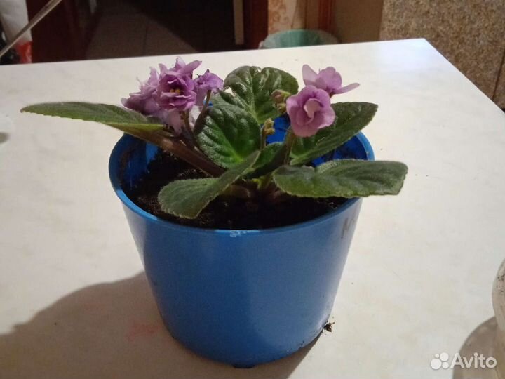 Фиалка, цветы