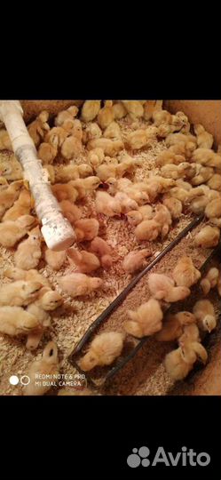 Перепела от суток до несушки