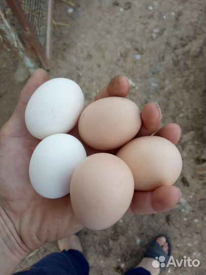 Яйцо инкубационное