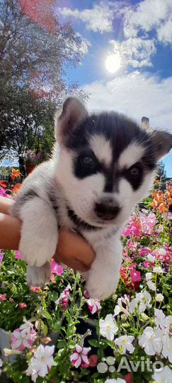 Продам двух девочек цена 3 тысячи