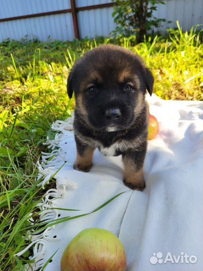 Щенки лабрадора помесь