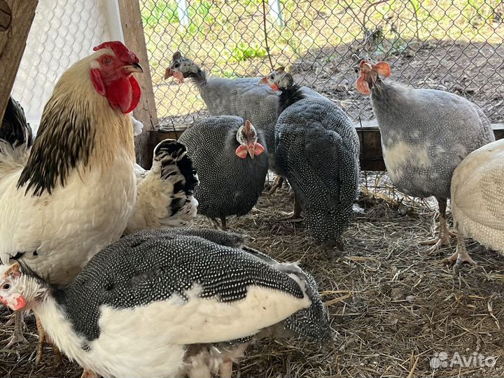 Птица (петух + курица) порода Первомайская