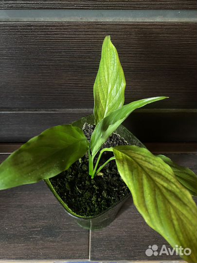 Спатифиллум