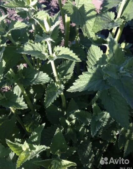 Продаю мяту