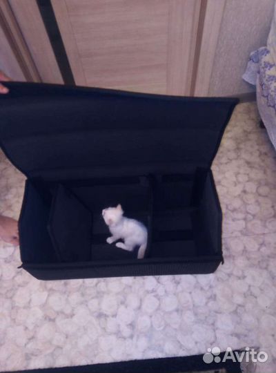 Котёнок 1.5 мес