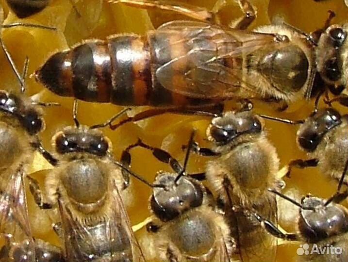Пчеломатки карника
