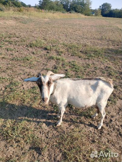 Коза дойная молочная