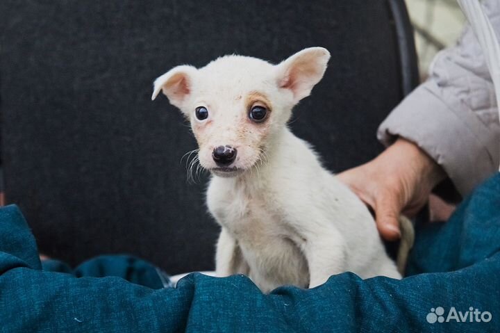 В добрые руки