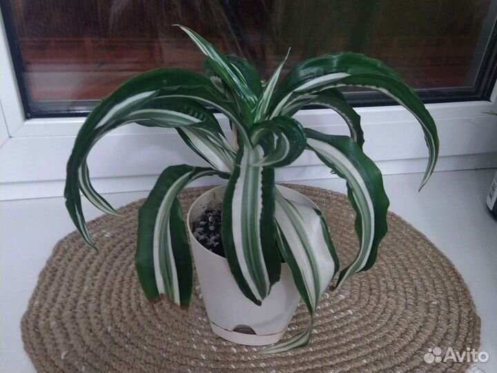 Драцена душистая