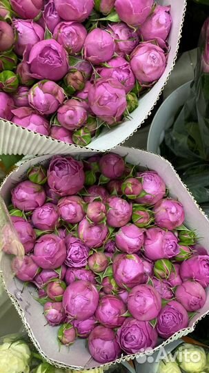 Пионовилная роза/букет роз