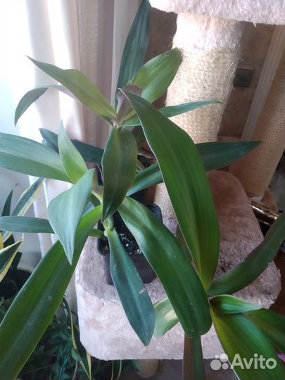 Традесканция Рео-ладья Моисея(лекарствен), молочай