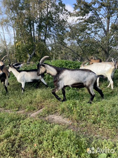 Козлы альпийские