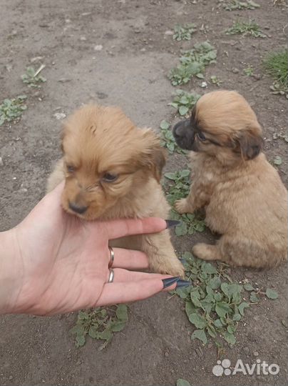 Маленькая собака в добрые руки отдам бесплатно