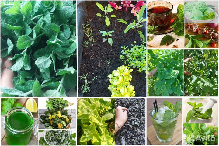 Травы Прованса с корнем: мята, розмарин, шалфей