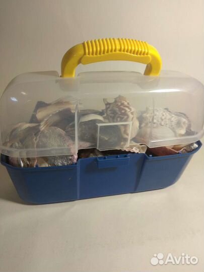 Ракушки морские звёзды кораллы