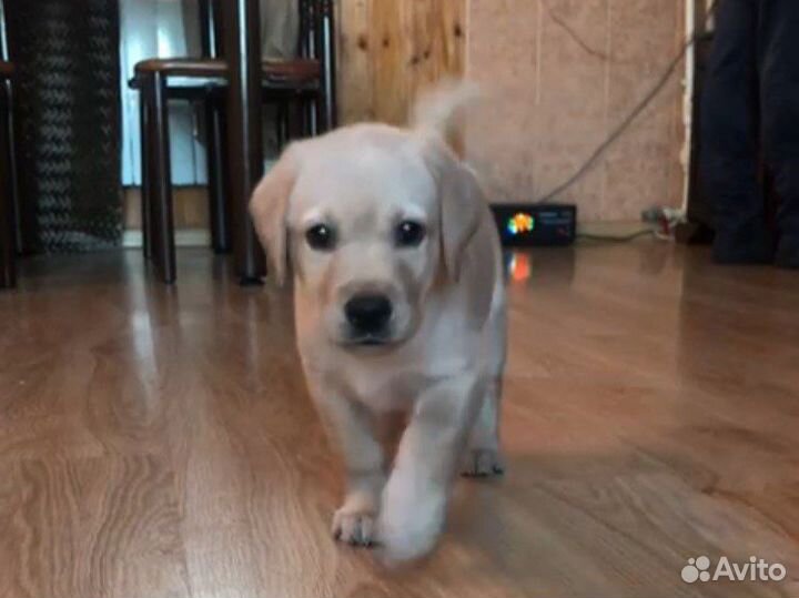 Кобель лабрадора вязка