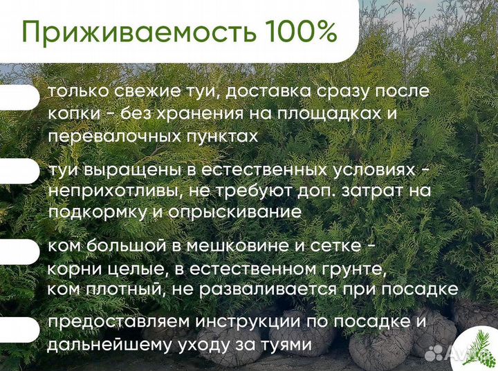 Туя Западная Брабант 200-220см для зеленой изгород