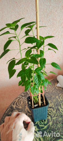 Перчик огонек