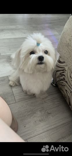 Мальтезе Вязка