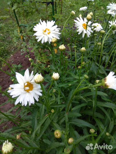 Ромашка махровая крупная белая