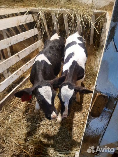 Телята бычки