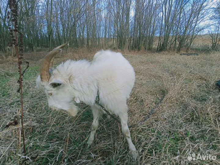 Козел зааненский на вязку