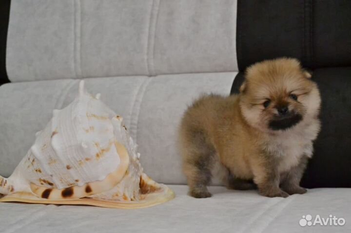 Щенки померанского шпица