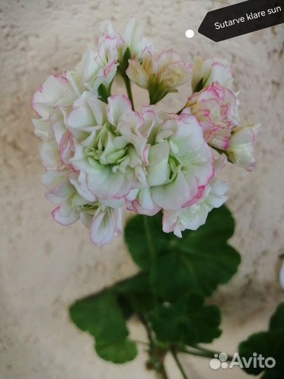 Пеларгония герань