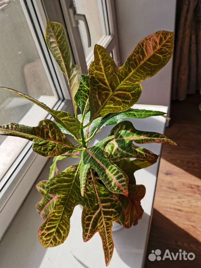 Кодиеум кротон