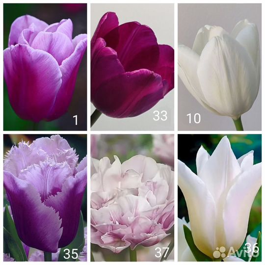 Тюльпаны луковицы