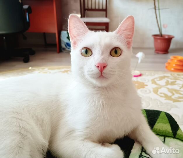 Милейший котик