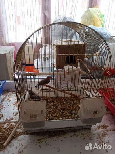 Амадины