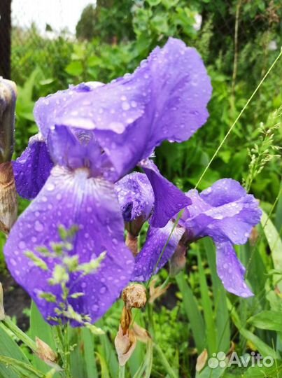 Ирисы бородатые