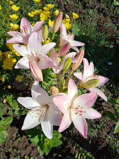 Дача 36 м² на участке 6 сот.