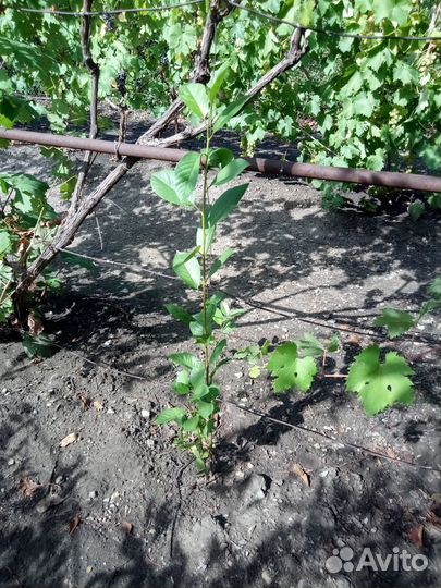 Саженцы вишни сорт 