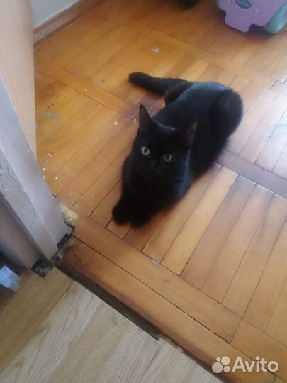 Кошка мейкун