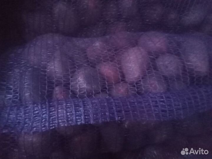 Продам картофель оптом