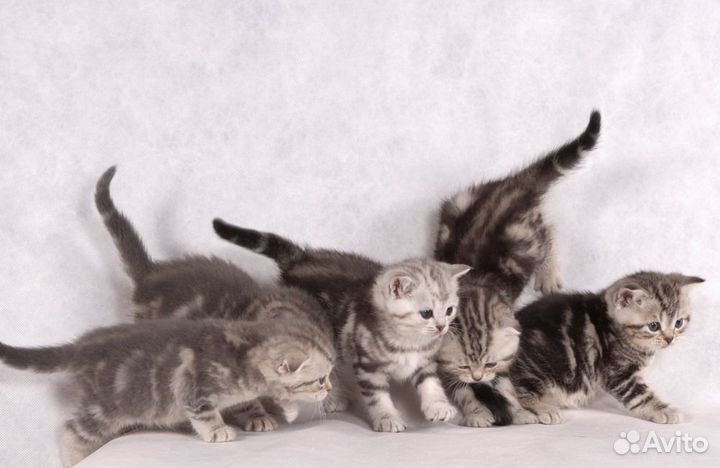 Шотландские мраморные котята